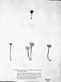 Laccaria laccata image